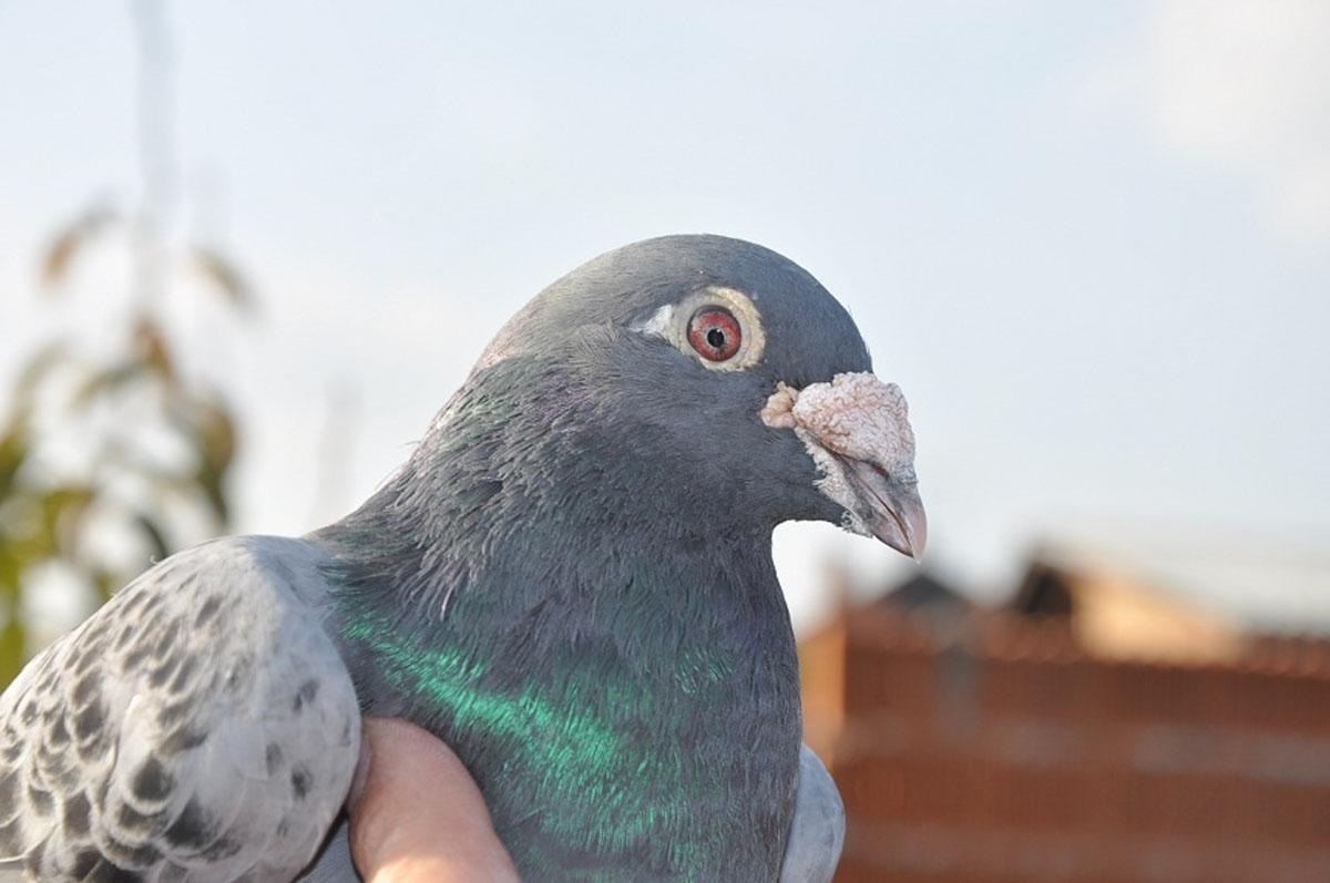 Bild zu Karel Meulemans