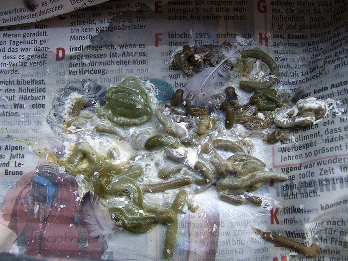 Trus pri črevnej forme salmonelózy