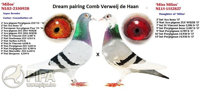 Foto Dream pairing Verweij-de Haan