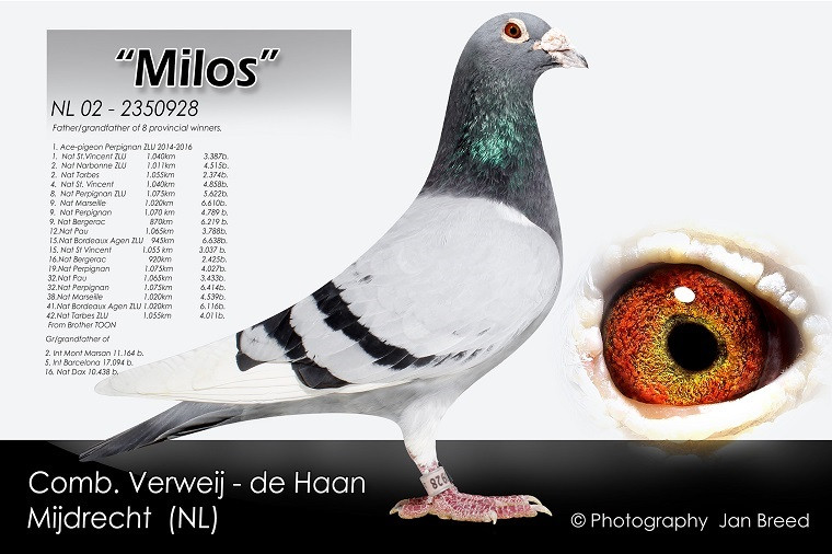 Foto holuba Milos