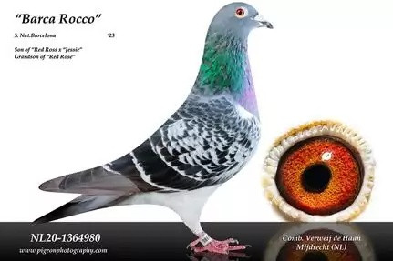 Foto holuba Barco Rocco