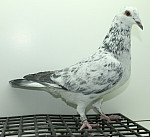 SK-25-02207-371