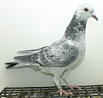 SK-25-02207-372