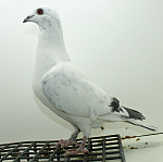 SK-25-02207-373 Leideman