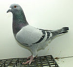 SK-25-02207-376 Vnuk Titkovho 