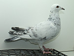 SK-25-02207-383 Inbred Olympic Rico
