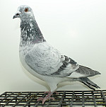 SK-25-02207-394 Leideman