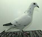 SK-25-02207-395 Leideman