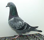 SK-25-02207-382