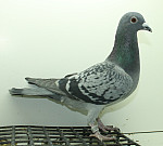 SK-25-02207-397
