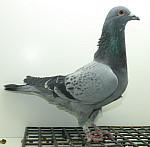SK-25-02207-363