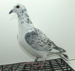 SK-25-02207-380 Leideman