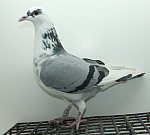 SK-25-02207-388 Inbred Gladiator