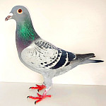 SK-2025-0107-1294 TOP na SDT!!!