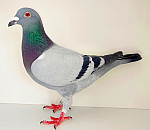 SK-2025-0608-292  100% HARDY KRUGER