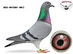 2023-SK-03501-692  ALLVITA  (HA/M)