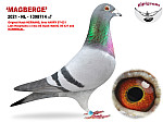 2021-NL-1398714  MAGBERGE (H/M)