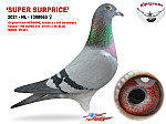 2021-NL-1398665  SUPER SURPRICE  (HA/M)