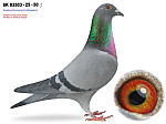 SK 03503-25- 50