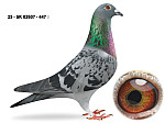 SK 03503-25-447