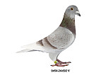 DV-0454-24-692 PLV - H