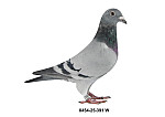DV-0454-25-391 MP - HE