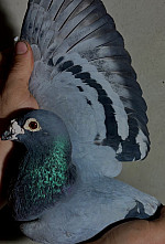 SK-643-01303-19