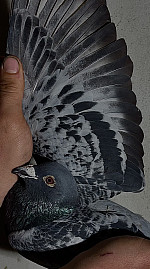 SK-488-01104-24