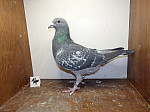 NL-17-1831597