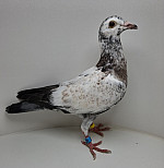SK-02305-26-326