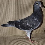 SK-26-M-55 7769