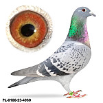 PL-0100-23-4960