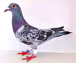 SK-2026-0999-8756 100 % COR de HEIJDE