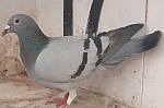 Sk. 17.1506 721