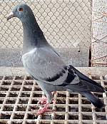 Sk.26.0999 4902