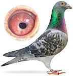 DV-08762-25-2695