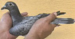 SK-26-03304-1097