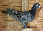 SK-26-02804-