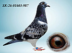 SK-26-01603-987 H?