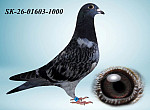SK-26-01603-1000 H?