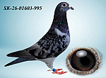 SK-26-01603-995 H?