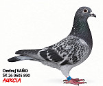 SK 0605 26 890