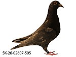 SK-26-02607-505 Rudy popol