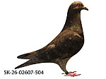 SK-26-02607-504 Rudy popol