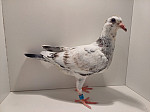 SK-2026-1108-865