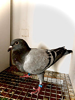 PL-26-0204-355 Mp