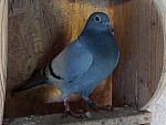 SK 26 01610 1821
