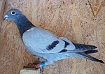 SK 26 01610 1882