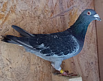 SK 24 01107 174