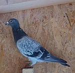 SK 23 01603 191